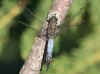 IMG_5794 Orthetrum cancellatum male